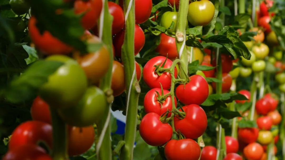 40001百老汇·(电子游戏)集团公司