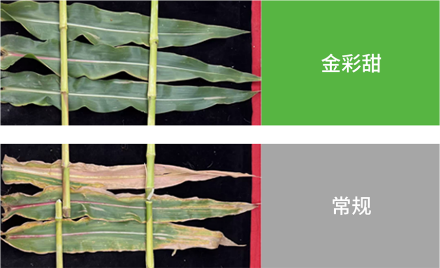 40001百老汇·(电子游戏)集团公司