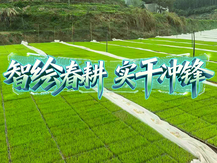 媒体聚焦 | 春耕一线探新景，育秧育种新升级